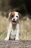 JACK RUSSEL 025